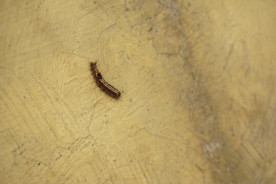 A detailed shot of a small brown striped caterpillar crawling slowly on a rough and weathered yellow painted concrete wall surface.                              