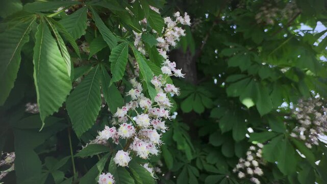Horse-Chestnut tree is in full bloom with small colorful flowers swaying in the wind against a backdrop of thick green foliage.
