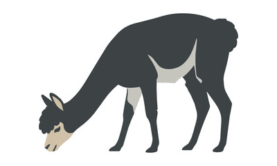 Obraz premium Minimalist silhouette of an alpaca standing in profile with a whimsical tufted topknot on a solid white background, flat animal character concept