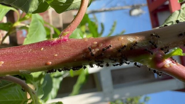 Ants Farming Scale Insects on a Thick Red Plant Stem, Extreme close up showing black ants interacting with and tending to yellowish scale insects or aphids clustered along a thick reddish plant stem