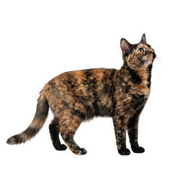 Tortoiseshell cat standing and looking up against a transparent background isolated animal portrait full body view.