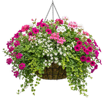 Hanging flower basket with pink geraniums purple petunias and white bacopa flowers isolated on transparent background for design.