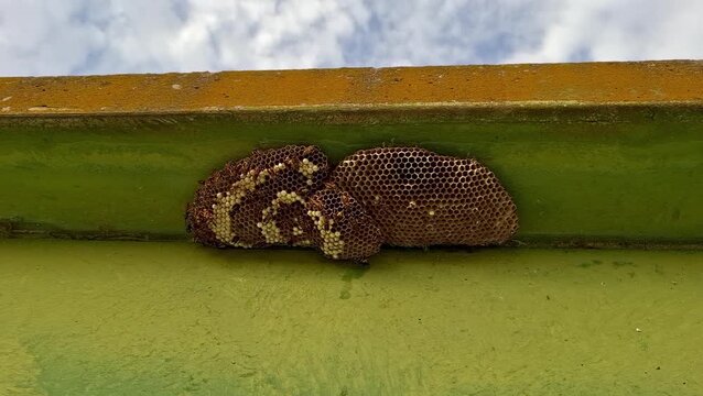 Macro shot of wild wasps on a paper nest with cells, ornamental insect colony outdoors, dangerous wildlife close up, detailed textures, 4k.