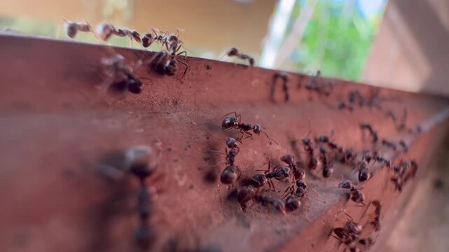Macro Shot of Ants Crawling Along a Brown Edge, Extreme close up shot with a shallow depth of field showing a busy trail of black ants walking along a weathered, reddish-brown structural edge against 
