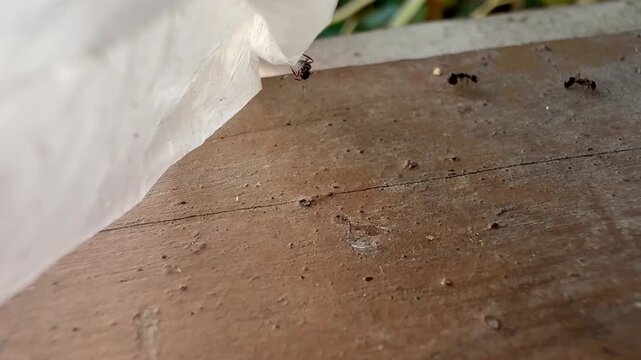 Black Ants Crawling on a Wooden Surface Near a Plastic Bag, Close up view of black ants navigating a textured brown wooden surface right next to a translucent clear plastic garbage bag.