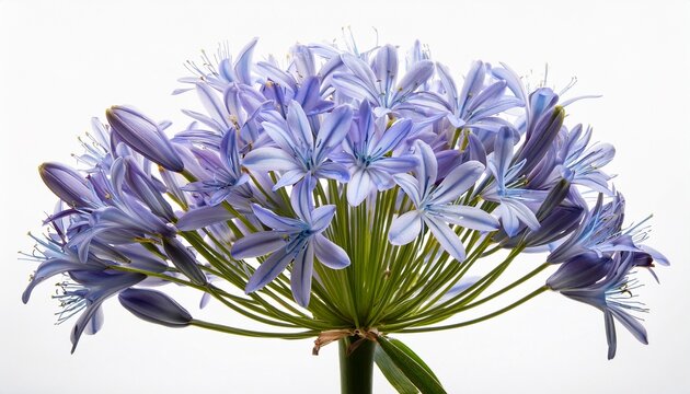 agapanthus isolated on white background