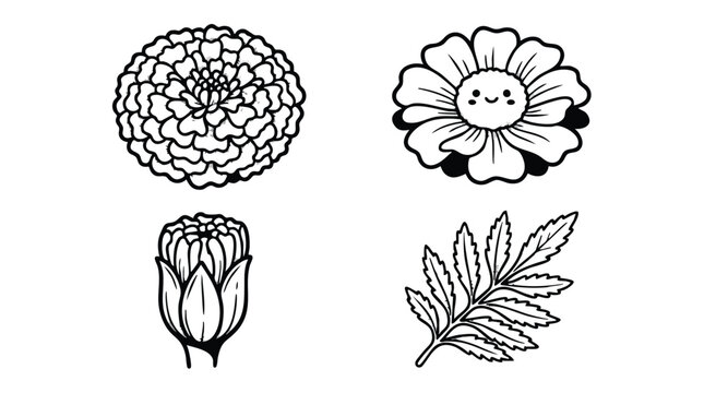 Hand Drawn Marigold Flower and Leaf Vector Line Art Set