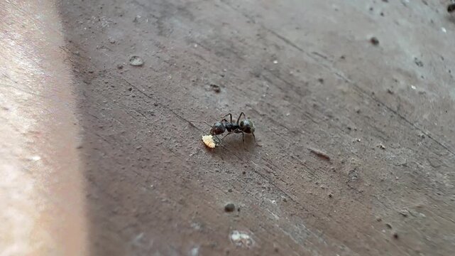 Two Ants Interacting with a Crumb on a Dusty Surface, Extreme close up of two ants meeting and interacting over a small white crumb on a flat, dusty reddish-brown surface illuminated by natural light.
