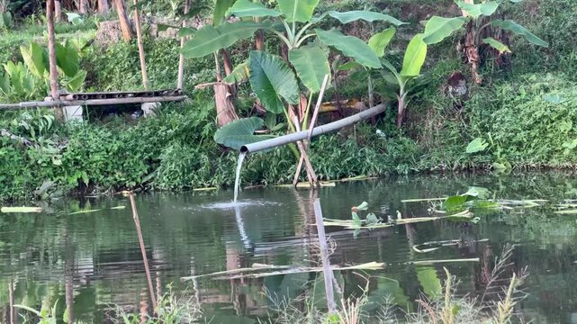 Water Flowing from PVC Pipe into a Rural Fish Pond, Fresh water pouring out of a PVC pipe into a calm rural fish pond surrounded by lush green tropical vegetation, banana trees, and taro leaves
