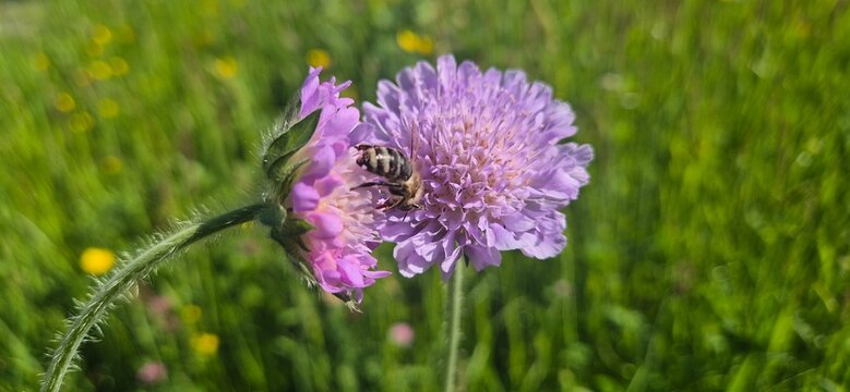 bee on a flower