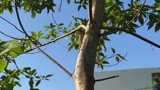 Oriental Garden Lizard Climbing a Tree Trunk, Low angle view of an Oriental garden lizard, or changeable lizard, climbing vertically up a textured tree trunk against a clear blue sky.