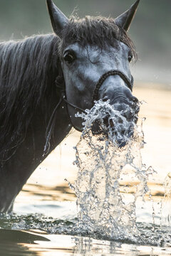 Schimmel spielt mit Wasser