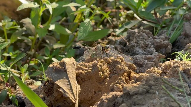 Dragonfly Resting on Rough Muddy Terrain, Detailed macro view of a patterned dragonfly resting on a chunk of dry, textured mud beside a pond, blending in with its earthy surroundings.