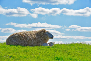Sheep and lamb resting on green grass under a bright blue sky with white clouds © Holger