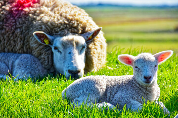 Sheep and lamb resting on green grass in a sunny rural pasture © Holger