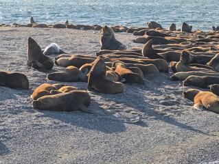Fototapeta premium Upright Sea Lions Among Resting Colony on Gravel Beach