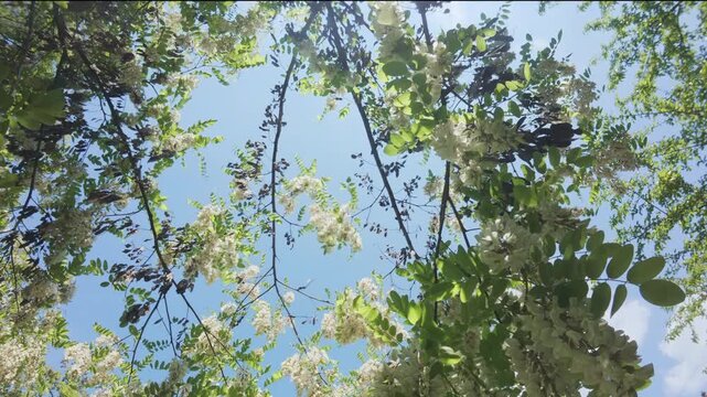 Upward flight to the crown of a blooming White Acacia or Black Locust (Robinia pseudoacacia) tree covered with white flowered inflorescences against blue sky on a sunny day, bottom-up view 