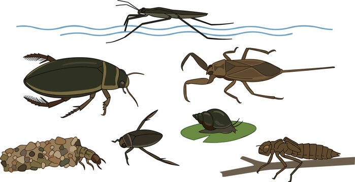 Freshwater Aquatic Insects and Pond Bugs Vector Illustration Set Featuring Water Strider Diving Beetle Water Scorpion Caddisfly Larva Snail Dragonfly Nymph