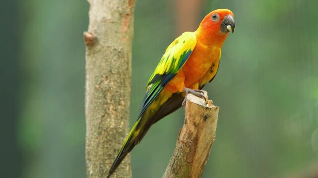 Bright orange and yellow parrot perched on natural tree branch outdoors