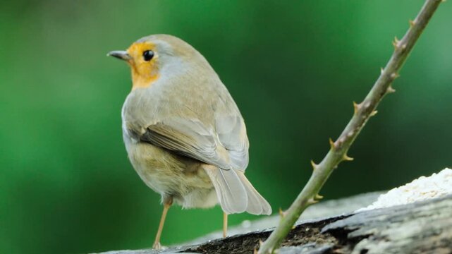 European Robin Bird Perched on Branch Eating Seed