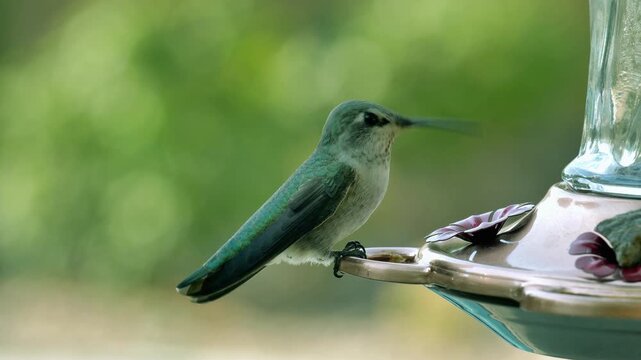 Hummingbird feeding from a garden bird feeder outdoors