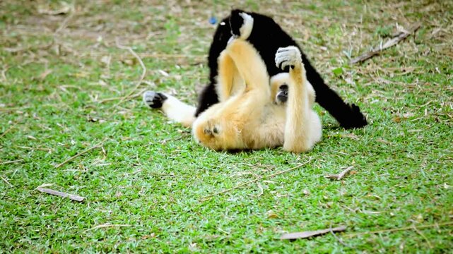 Two monkeys playing together on grassy outdoor field naturally