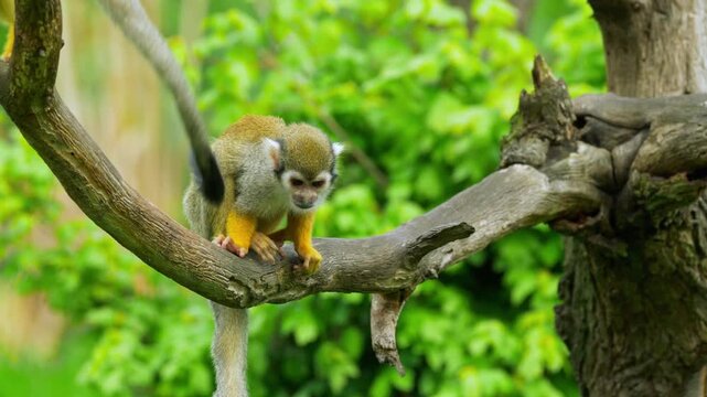 Two squirrel monkeys eating fruit on tree branch in lush green forest
