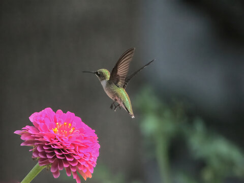 Red throated hummingbird hovering flying around bright colorful pink zinnia in full bloom. 