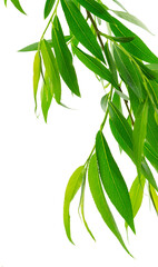 Green leaves fly with a gust of wind. Green leaves wave. Leaf falling. Vegan, eco, organic design element.on transparent, png © 151115