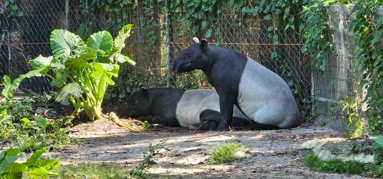 Malayan tapir resting in tis enclosure at a zoo, endangered wildlife