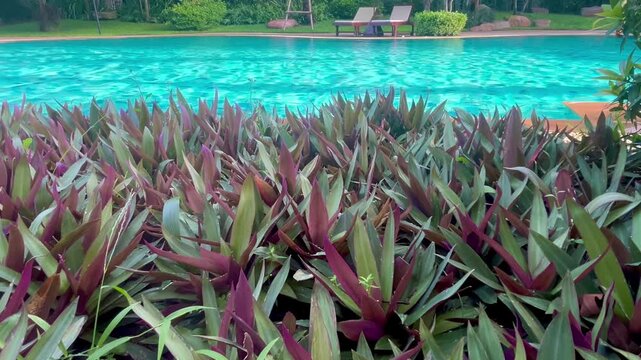 Swimming pool at resort hotel