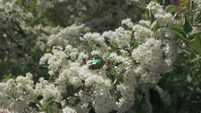 Copper chafer (Protaetia cuprea) and other beetles on small white flowers of blooming Scarlet firethorn (Pyracantha coccinea)