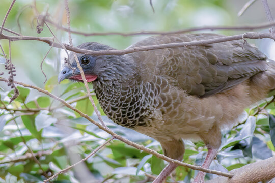 A Colombian chachalaca walking among the branches of a tree