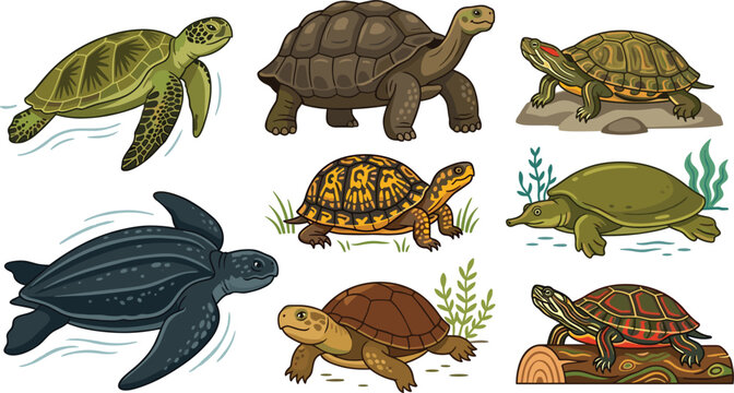 Turtles Tortoises and Terrapins Reptiles Vector Illustration Set Featuring Sea Turtle Galapagos Tortoise Box Turtle Softshell and Painted Turtle