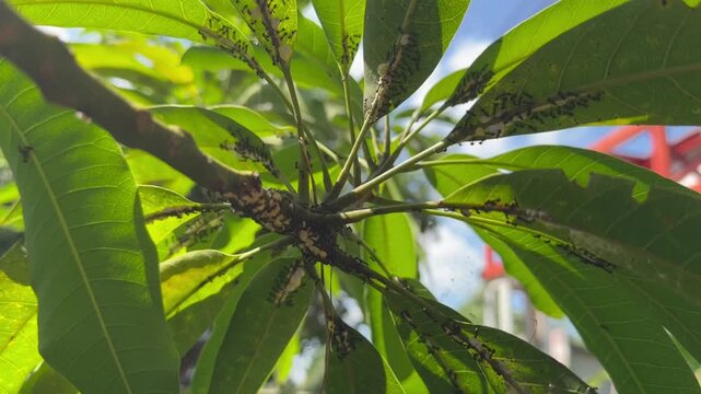 Heavy Ant and Mealybug Infestation on Plant Branches, Upward facing macro shot revealing a severe infestation of black ants and white fuzzy mealybugs clustered heavily along the stems and nodes of a l