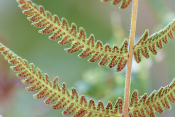 The underside of a fertile fern frond showing its sori © Mauricio Acosta