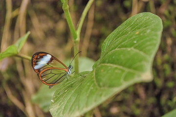An exotic glasswing butterfly perched on a leaf © Mauricio Acosta