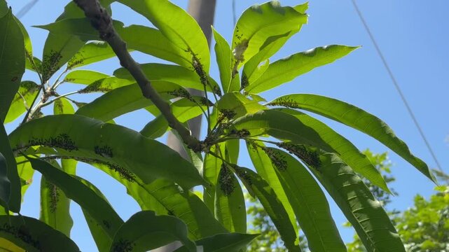 Severe Ant and Mealybug Infestation on Mango Leaves Under a Blue Sky, Low angle macro shot of multiple green leaves heavily infested with swarms of black ants and white mealybugs against a clear blue 