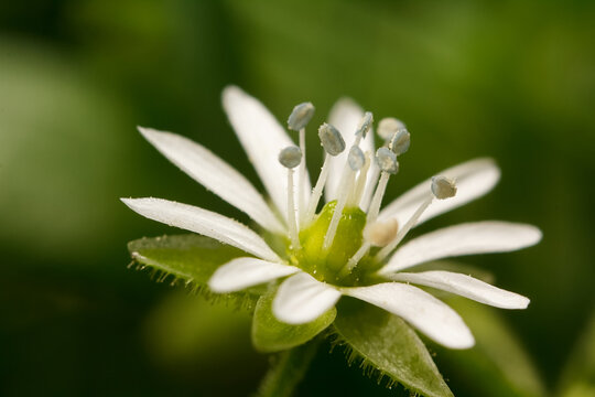 Close up of a small delicate white chickweed flower with green leaves, chickweed