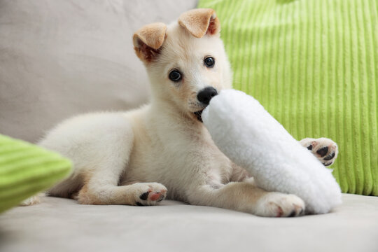 Cute puppy playing with pillow on couch at home