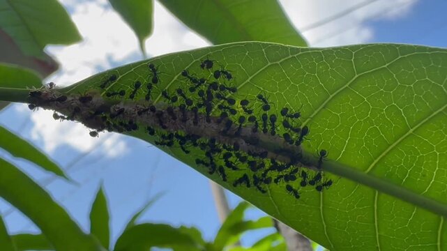 Dense Swarm of Ants Farming Mealybugs on a Leaf Vein, Looking up at a vibrant green leaf heavily infested with a thick swarm of black ants tending to mealybugs along the central vein