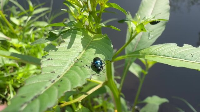 Metallic Blue Beetle on a Damaged Green Leaf, A shiny, metallic blue beetle rests on a broad green leaf that shows signs of insect damage, with a pond softly blurred in the background.