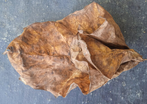 top view of a single large dried brown taro leaf on a dark textured background