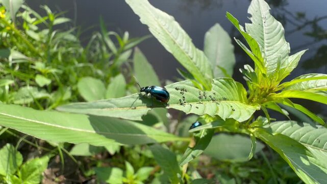 Two Blue Beetles on a Damaged Green Leaf, Macro footage showing a metallic blue beetle perched on a green leaf covered in small dark specks, with another blue beetle visible on a lower leaf near