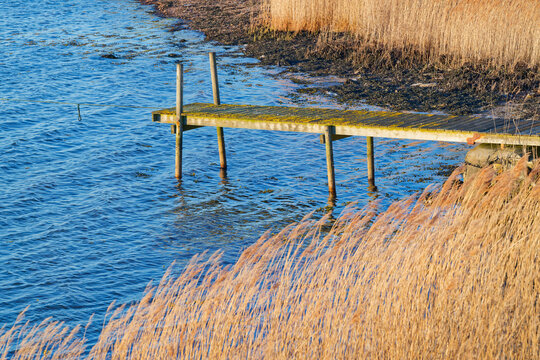 Wooden pier extending over calm blue water near dry golden reeds on shore