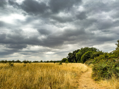 Moody field and sky with dry golden grass 