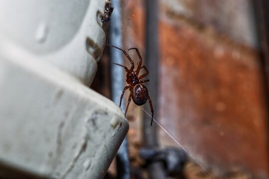 Noble false widow spider Steatoda nobilis suspended on silk thread by house wall