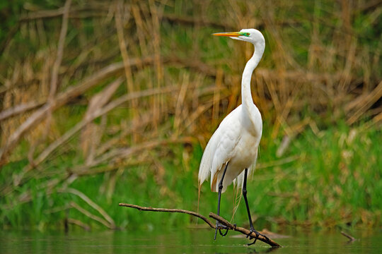 A Great Egret, Ardea alba, perched on a branch emergent from a wetland.