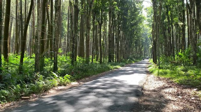 Empty dirt road passing through a lush green forest with tall trees