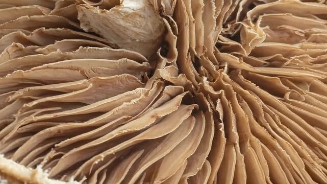 A detailed close-up view of the intricate gills underneath a wild mushroom cap